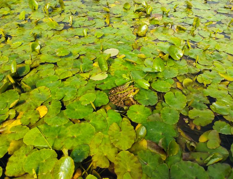 Quelles plantes aquatiques choisir pour son Lagunage ? - Natur