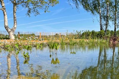 Transformez votre jardin en lieu d'accueil pour la biodiversit&eacute; avec une mare naturelle