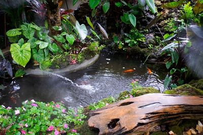 La pr&eacute;sence de poissons dans un &eacute;tang de nage demande une conception adapt&eacute;e