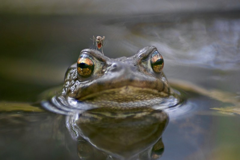 Piscine naturelle et moustique, une réalité ?