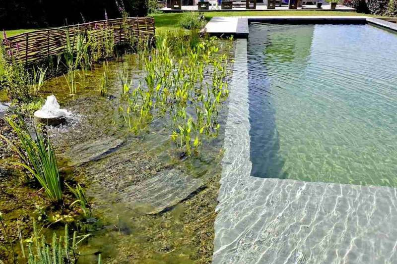 Piscine naturelle : combinez baignade et biodiversité à Waremme 