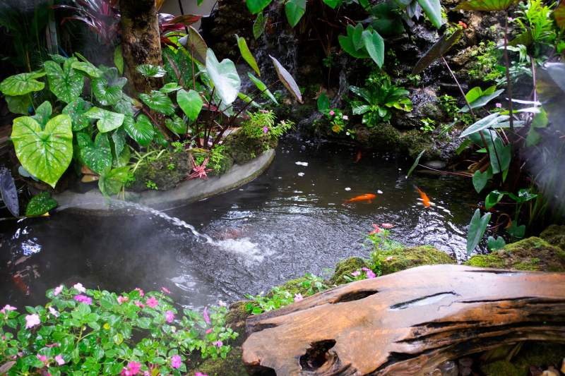 Mettre des poissons dans un étang de baignage en Brabant wallon ?